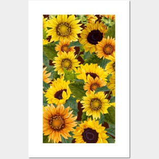 Sunflower Flowers -Bouquet of beautiful Sunflowers Posters and Art